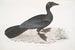 Cormoran pygmée Carbo pygmaeus pygmaeus - John Edward Gray — weergave van het kunstwerk