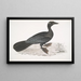 Cormoran pygmée Carbo pygmaeus pygmaeus - John Edward Gray — ingelijst kunstwerk aan de muur