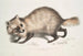 van een Hond met Raccoon Gezicht Canis procyonoides China - John Edward Gray — weergave van het kunstwerk
