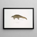 Pangolin à queue courte Manis brachyura - John Edward Gray — ingelijst kunstwerk aan de muur