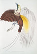 Petit oiseau de paradis Paradisea minor - John Edward Gray — weergave van het kunstwerk