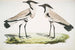 van een Schilderij van een Regenvogel met Geperforeerde Vleugels Charadrius ventralis Mannelijk en Vrouwelijk - John Edward Gray — weergave van het kunstwerk