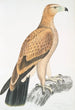 Aigle fauve Aquilla fulvescens - John Edward Gray — weergave van het kunstwerk