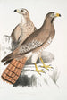 Buse Teesa Buzard Buteo Teesa 1 jeune 2 vieil oiseau - John Edward Gray — weergave van het kunstwerk