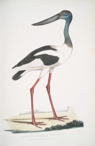 John Edward Gray - Tetaar Jabiru Ciconia Mycteria Australis.webp