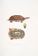 Tortue-boîte à trois bandes Cistuda trifasciata - John Edward Gray — weergave van het kunstwerk
