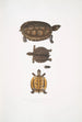 Terrapin dentelé Emys dentata - John Edward Gray — weergave van het kunstwerk