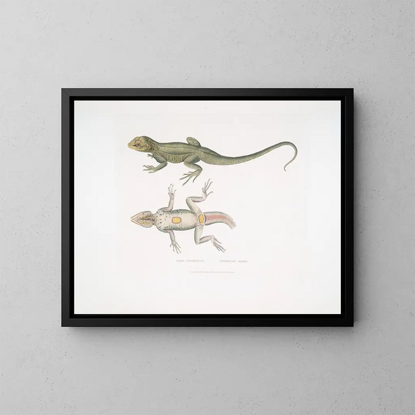 Agame tuberculeuse - John Edward Gray — ingelijst kunstwerk aan de muur