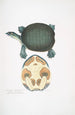 Trionyx valvulaire Emyda punctata Trionyx granosus - John Edward Gray — weergave van het kunstwerk