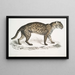 Vivirine Viverrine Chat Felis Vivirinus Viverrinus - John Edward Gray — ingelijst kunstwerk aan de muur