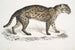Vivirine Viverrine Chat Felis Vivirinus Viverrinus - John Edward Gray — weergave van het kunstwerk