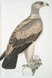 Aigle à points blancs Aquilla punctata - John Edward Gray — weergave van het kunstwerk