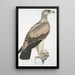 Aigle à points blancs Aquilla punctata - John Edward Gray — ingelijst kunstwerk aan de muur