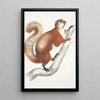 John Edward Gray - White bellied Flying Squirrel Pteromys albiventer.webp