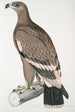 Aigle à bandes blanches Aquilla bifasciata - John Edward Gray — weergave van het kunstwerk