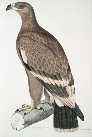 John Edward Gray - Whitebanded Eagle Aquilla bifasciata.webp