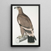Aigle à bandes blanches Aquilla bifasciata - John Edward Gray — ingelijst kunstwerk aan de muur