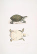 Jeune Trionyx valvulaire Trionyx punctata junior - John Edward Gray — weergave van het kunstwerk