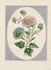 Groot Chinees Aster Schilderij dubbel - John Edwards — weergave van het kunstwerk