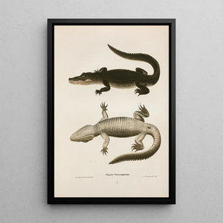 John Edwards Holbrook - Alligator Mississippiensis.webp