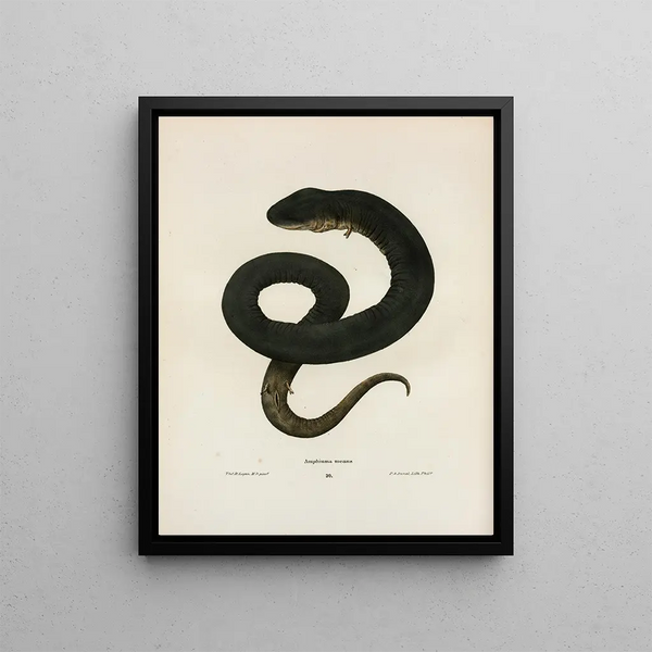 John Edwards Holbrook - Amphiuma means.webp