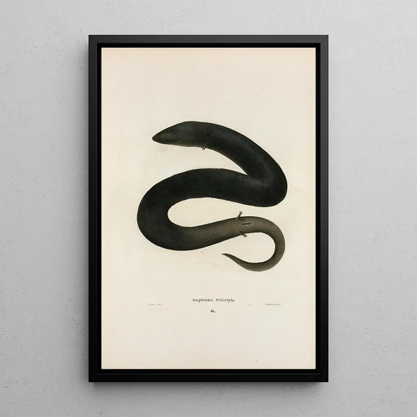John Edwards Holbrook - Amphiuma tridactylum.webp