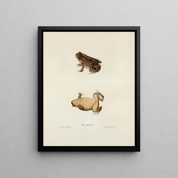 John Edwards Holbrook - Bufo Americanus.webp