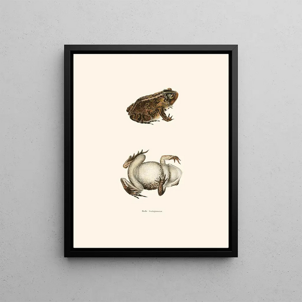 John Edwards Holbrook - Bufo lentiginosus.webp