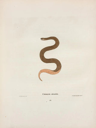 John Edwards Holbrook - Calamaria elapsoidea.webp