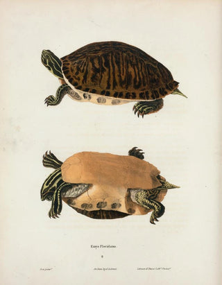 John Edwards Holbrook - Cistuda Blandingii.webp