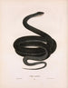 Coluber constrictor - John Edwards Holbrook — weergave van het kunstwerk