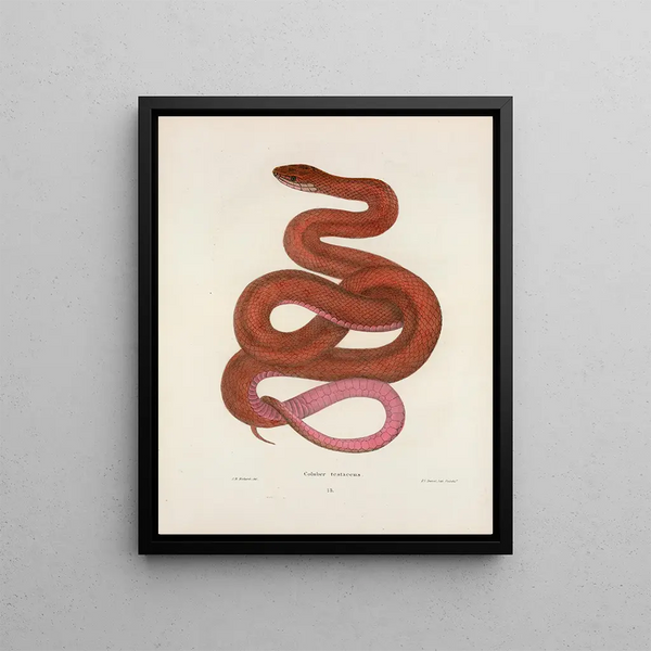 John Edwards Holbrook - Coluber testaceus.webp