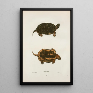 John Edwards Holbrook - Emys guttata.webp