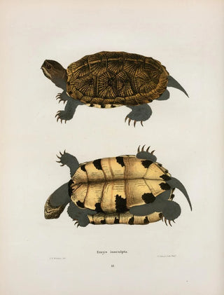 John Edwards Holbrook - Emys insculpta.webp