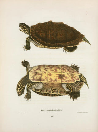 John Edwards Holbrook - Emys pseudogeographica.webp