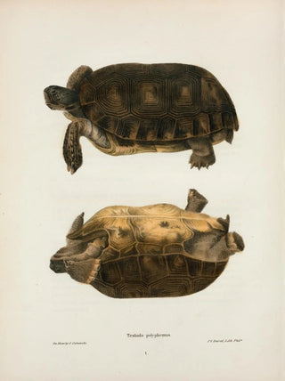John Edwards Holbrook - Emys rubriventris.webp