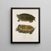 Tortue Emys - John Edwards Holbrook — framed artwork on a wall
