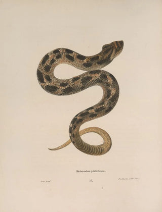 John Edwards Holbrook - Heterodon platirhinos 2.webp