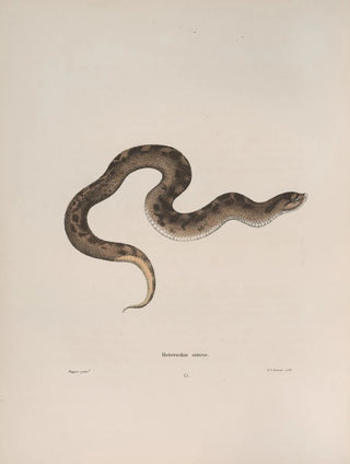 John Edwards Holbrook - Heterodon simus.webp