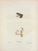 Hyla se cache - John Edwards Holbrook — artwork view