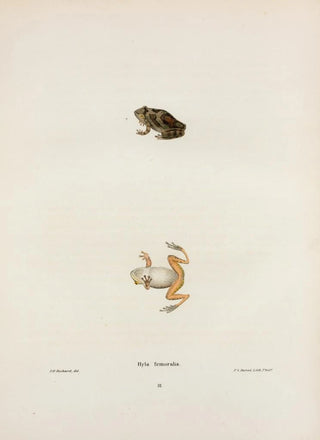 John Edwards Holbrook - Hyla femoralis.webp