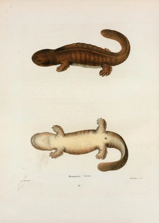 John Edwards Holbrook - Menopoma fusca.webp