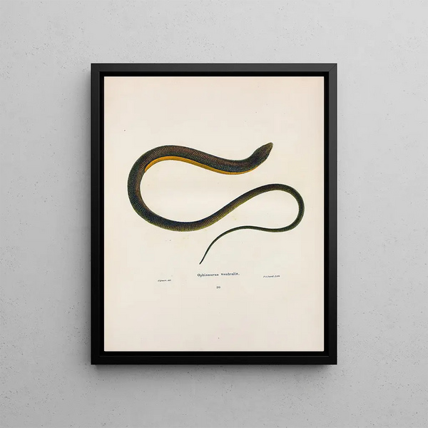 John Edwards Holbrook - Ophisaurus ventralis.webp