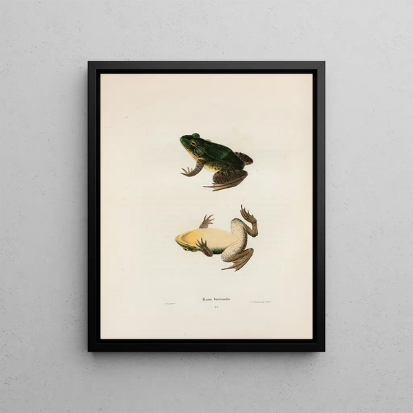 John Edwards Holbrook - Rana fontinalis.webp