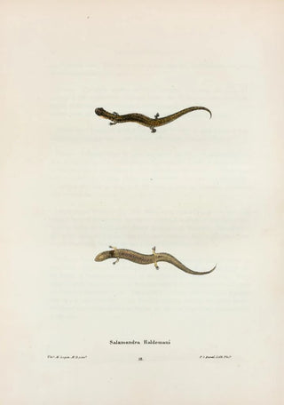 John Edwards Holbrook - Salamandra Haldemani.webp