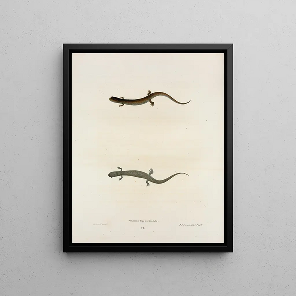 John Edwards Holbrook - Salamandra auriculata.webp