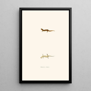 John Edwards Holbrook - Salamandra cirrigera.webp