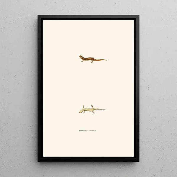 John Edwards Holbrook - Salamandra cirrigera.webp