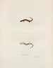 Salamandre érythronota - John Edwards Holbrook — weergave van het kunstwerk