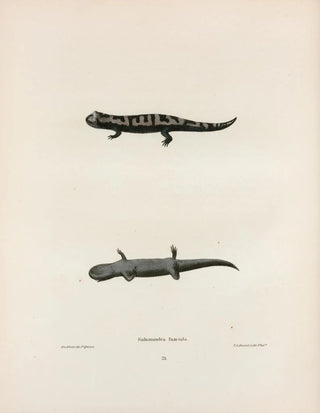 John Edwards Holbrook - Salamandra fasciata.webp